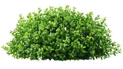 Obraz premium Lush Green Shrub: A vibrant, healthy, and meticulously maintained green shrub, captured in sharp detail, ready to enhance any visual project.