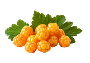 A vibrant, advertising-style image of cloudberries, golden and slightly translucent, arranged aesthetically on a solid white background.