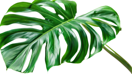 Monstera Leaf: A close-up captures the exquisite details of a lush Monstera leaf. showcasing its iconic fenestrations and vibrant green color against a clean background