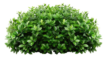 Obraz premium Lush Green Bush: A vibrant and healthy, perfectly trimmed green bush, displaying rich foliage, a symbol of natural beauty and freshness.