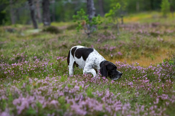 Dog english pointer