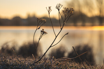Obraz premium Sunrise over the lake. Sunny March morning.