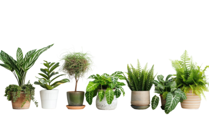 Green Harmony: A diverse array of lush, verdant houseplants in decorative pots, thriving in a spectrum of shapes and textures.