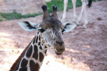 Portrait of a giraffe in the zoo covered in flies