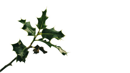 Fototapeta premium Evergreen Foliage Elegance: A captivating image that highlights the intricate details of evergreen leaves on a branch, showcasing their lush textures and natural form. 