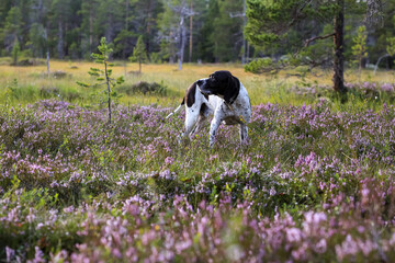 Dog english pointer