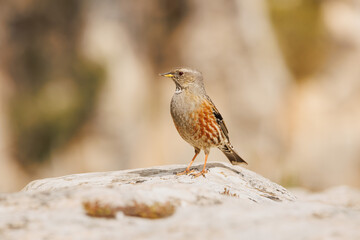 Ave Acentor Alpino (Prunella collaris) posado sobre terreno rocoso en la montaña de Alcoy, España