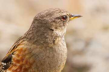 Primer plano con detalle de ave Acentor Alpino (Prunella collaris), Alcoy, España
