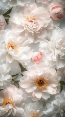 Elegant white peonies with soft pink accents create a serene floral background for various design projects, perfect for wallpaper and decoration, floral design concept