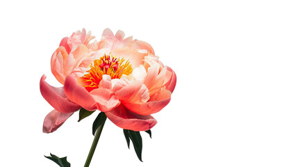 Fototapeta premium Peony's Elegant Embrace: Delicate petals of a vibrant peony unfurl, showcasing intricate details of nature's beauty, evoking feelings of freshness, and growth