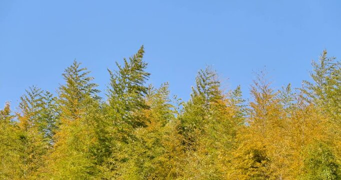 Bamboo leaves against blue sky  in a nice weather day