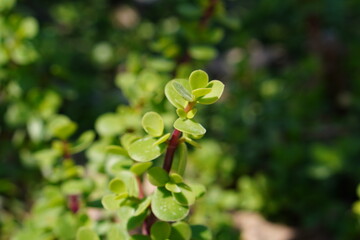 Greens in the park macro closeup leaves bright