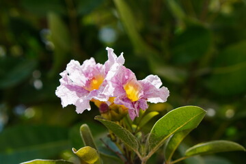 Pink flowers in the park sunshine