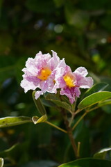 Pink flowers in the park sunshine