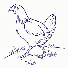 Cornish Cross Chicken Minimalist Line Drawing