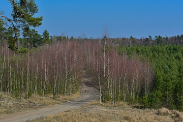 Las mieszany, dęby, buki, brzoza, sosna