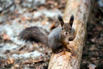A squirrel in a spring forest descends to the ground in search of food.