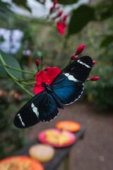 butterfly on flower