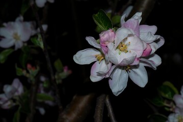 beautiful blossom - night postcard - photo taken at night, horizontal postcard, macro at night