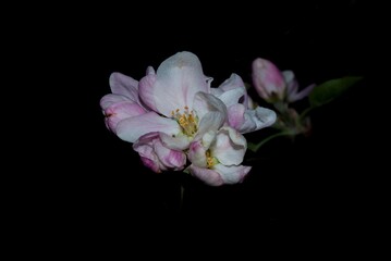 apple blossoms on a dark background - photo taken at night, horizontal postcard, macro at night, beautiful flowers on black background