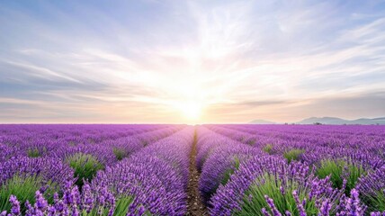 Fototapeta premium Sunrise over a vibrant lavender field, showcasing endless purple blooms under a clear sky.