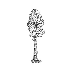 Tall tree hand-drawn cartoon vector doodle element on a white background.