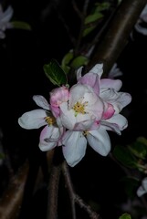 large apple blossom - photo taken at night, vertical postcard, macro at night