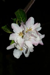 blooming apple blossoms as if painted at night - photo taken at night, vertical postcard, macro at night, beautiful flowers on black background