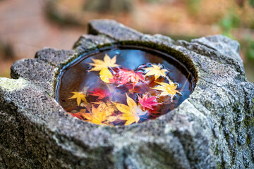 秋の金沢旅行で訪れたい紅葉真っ盛りの兼六園