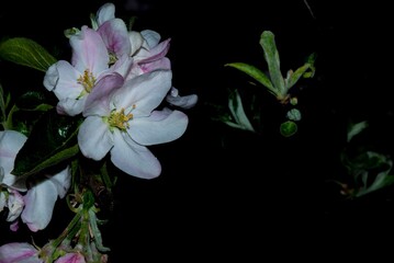 night postcard with apple blossoms - photo taken at night, horizontal postcard, macro at night, beautiful flower on black background