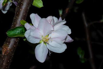 large petals of apple blossoms in the night orchard - photo taken at night, horizontal postcard, macro at night