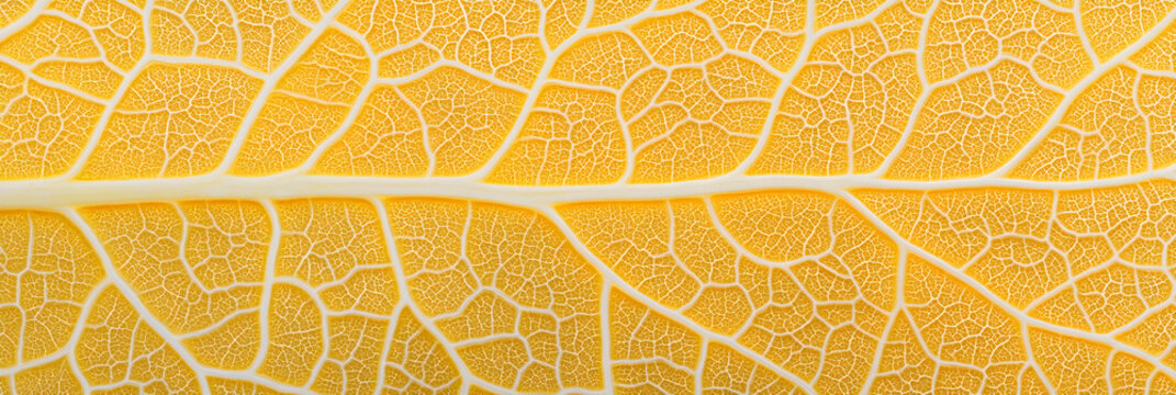 Intricate Close-Up of Autumn Leaf Highlighting Xanthophyll Pigments and Natural Seasonal Changes