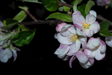 sprig of apple blossoms at night - photo taken at night, horizontal postcard, macro at night