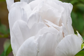 Fototapeta premium White peony blossoms unfurling in a tranquil garden setting