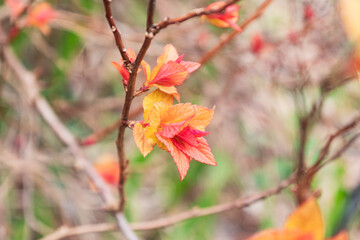 Vibrant autumn leaves displaying nature's stunning color palette
