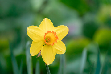 Bright yellow daffodil blooms in vibrant garden setting during springtime