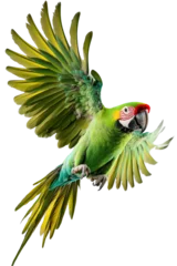 Gardinen Isolated Green Parrot Flying © Miguel