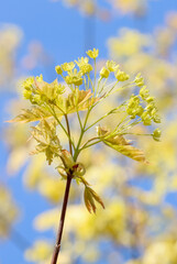 The maple tree blooms in spring.
Bright yellow blossom against a cloudless blue sky. In the blurred background are more flowering maple branches.