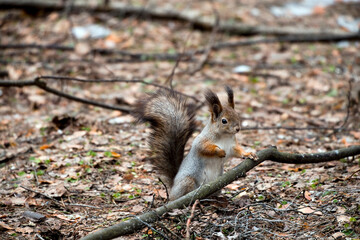 A squirrel in a spring forest descends to the ground in search of food.