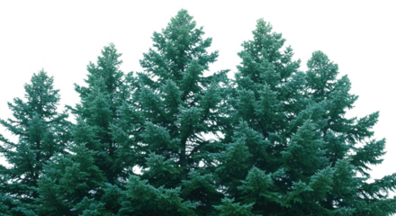 A Surreal Portrayal of a Dense Spruce With Carefully Layered Branches Rendered in Cool Greens and Subtle Blues