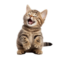 Obraz premium british shorthair cat