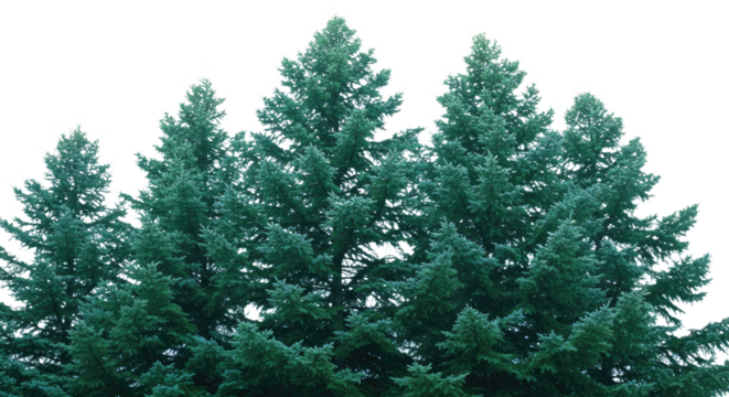 A Surreal Portrayal of a Dense Spruce With Carefully Layered Branches Rendered in Cool Greens and Subtle Blues