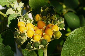 Zwerg-Tamarillo, Chyhomandra abutiloides
