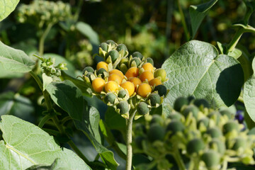Zwerg-Tamarillo, Chyhomandra abutiloides