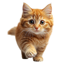ginger cat on a transparent background 