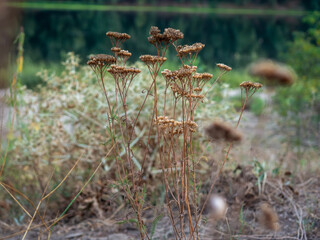 Dried wildflowers stand tall by the peaceful water edge during the golden hour in a serene natural landscape