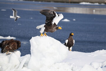 Steller's sea eagle (Haliaeetus pelagicus), also known as the Pacific sea eagle or white-shouldered...