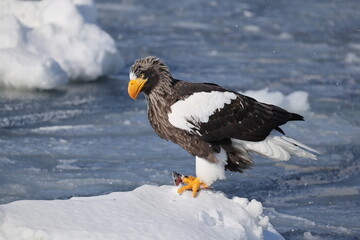Steller's sea eagle (Haliaeetus pelagicus), also known as the Pacific sea eagle or white-shouldered eagle, is a very large diurnal bird of prey in the family Accipitridae.