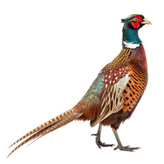 Fototapeta premium colorful pheasant with long patterned tail isolated on transparent background png, vibrant green, red, and brown pheasant illustration