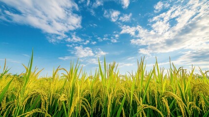 Ripe rice field and sky landscape on the farm